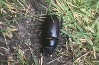 Lucanus cervus