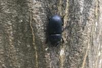 Dorcus parallelipipedus