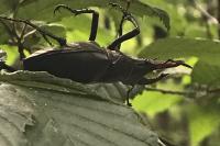 Lucanus cervus