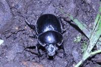 Anoplotrupes stercorosus