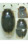 Cercyon laminatus