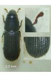 Stenoscelis submuricata