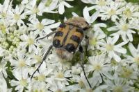 Trichius gallicus