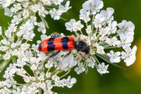 Trichodes apiarius