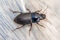 Harpalus dimidiatus