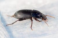 Harpalus dimidiatus