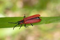 Lygistopterus sanguineus