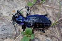 Carabus intricatus
