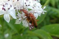 Rhagonycha fulva