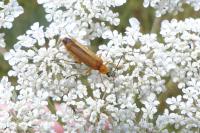 Oedemera podagrariae