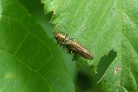 Agrilus