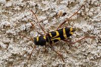 Xylotrechus arvicola