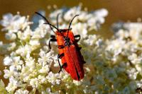 Lygistopterus sanguineus
