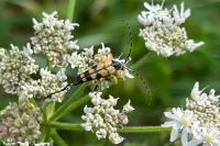 Rutpela maculata