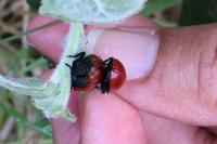 Chrysomela populi