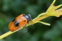 Clytra laeviuscula