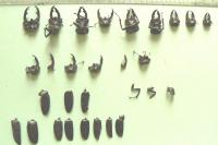 Lucanus cervus