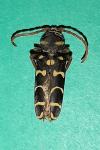 Plagionotus arcuatus