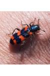 Trichodes alvearius