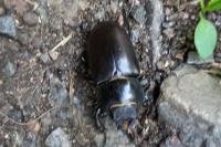 Lucanus cervus