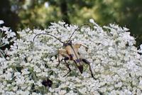Rutpela maculata