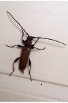 Phymatodes testaceus