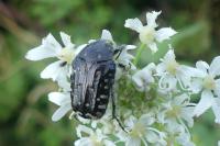 Oxythyrea funesta