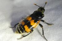 Nicrophorus vespillo