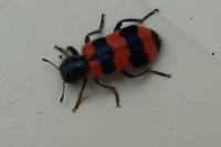 Trichodes apiarius