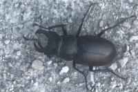 Lucanus cervus