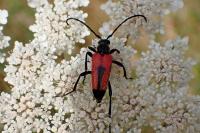 Stictoleptura cordigera