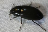 Hydrochara caraboides