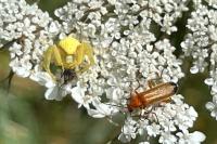 Rhagonycha fulva