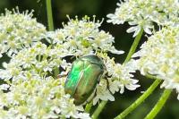 Cetonia aurata