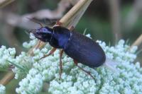 Pseudoophonus rufipes