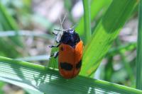 Clytra laeviuscula