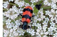 Trichodes apiarius