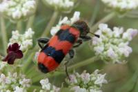 Trichodes apiarius