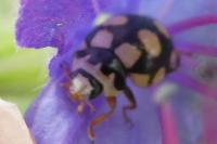 Coccinula quatuordecimpustulata