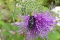 Oxythyrea funesta
