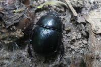 Anoplotrupes stercorosus