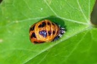 Harmonia axyridis