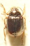 Hippuriphila modeeri