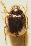 Hippuriphila modeeri