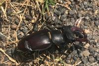 Lucanus cervus
