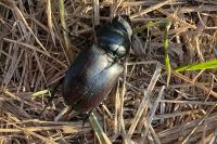 Lucanus cervus