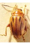 Arrhenocoela lineata