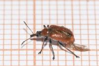 Lasiorhynchites caeruleocephalus