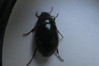 Limnoxenus niger