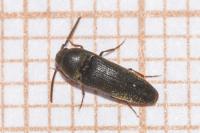 Hylis cariniceps